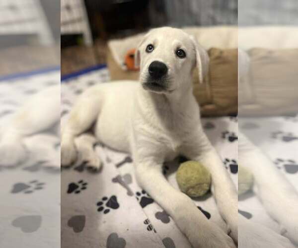 Medium Photo #5 Siberian Husky-Unknown Mix Puppy For Sale in Plainfield, IL, USA