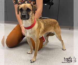 Black Mouth Cur-Labrador Retriever Mix Dogs for adoption in Washington, DC, USA