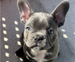 Small French Bulldog
