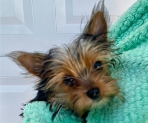 Yorkshire Terrier Puppy for Sale in MADEIRA BEACH, Florida USA