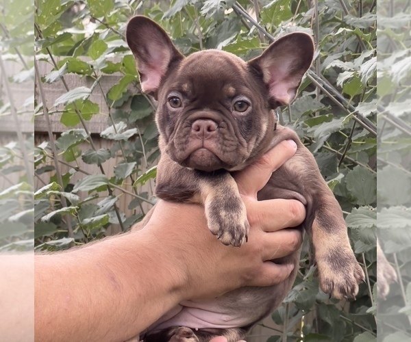Medium Photo #33 French Bulldog Puppy For Sale in BRIGHTON, CO, USA