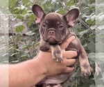 Small #5 French Bulldog
