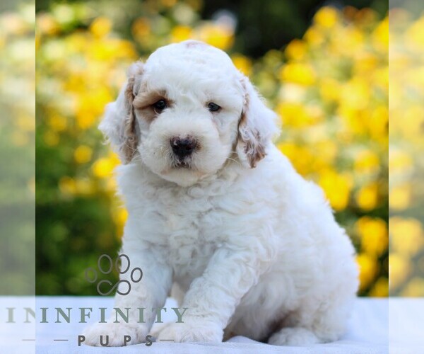 Medium Photo #4 Goldendoodle (Miniature) Puppy For Sale in LITITZ, PA, USA