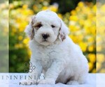 Small #3 Goldendoodle (Miniature)