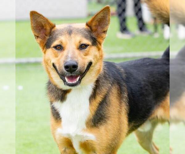 Medium Photo #2 German Shepherd Dog Puppy For Sale in Camarillo, CA, USA