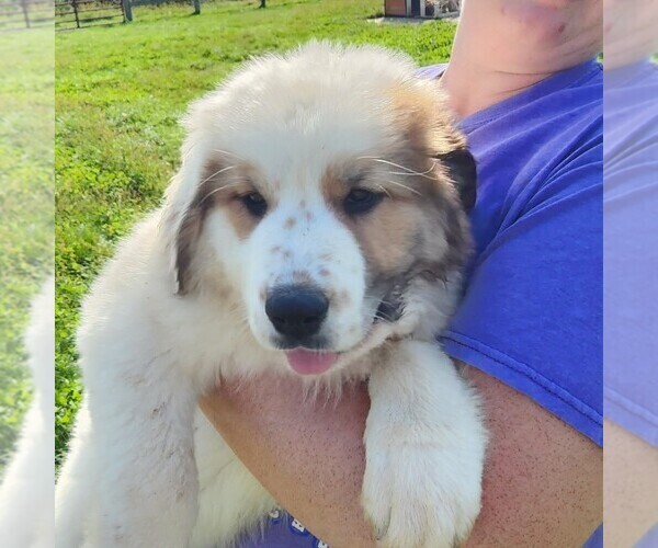 View Ad Great PyreneesKarakachan Mix Litter of Puppies for Sale near