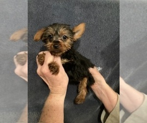 Yorkshire Terrier Puppy for sale in AMSTERDAM, MO, USA