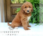 Small #3 Goldendoodle (Miniature)