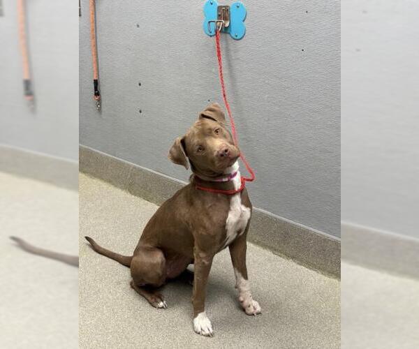 Medium Photo #1 American Pit Bull Terrier-Unknown Mix Puppy For Sale in Las Vegas, NV, USA