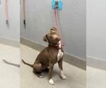 Small American Pit Bull Terrier Mix