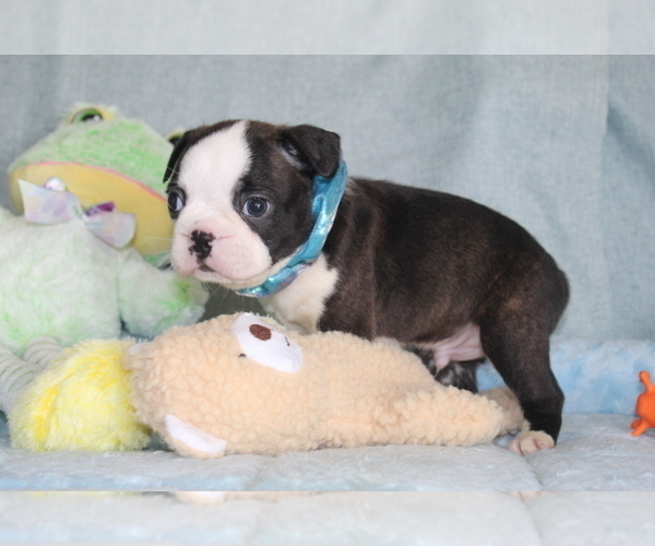 Medium Photo #5 Boston Terrier Puppy For Sale in BROOKSVILLE, FL, USA