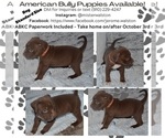 Small Photo #4 American Bully Puppy For Sale in CENTREVILLE, VA, USA