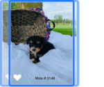 Puppy 5 Aussie-Poo