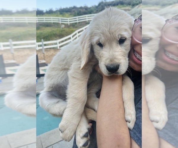 Medium Photo #12 Golden Retriever Puppy For Sale in COLTON, CA, USA