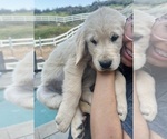 Small Photo #12 Golden Retriever Puppy For Sale in COLTON, CA, USA