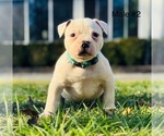 Small #4 American Bulldog