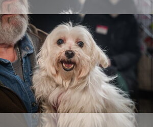 Maltese Dogs for adoption in St. Louis Park, MN, USA