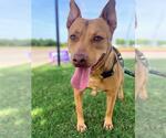 Small #1 American Staffordshire Terrier-German Shepherd Dog Mix