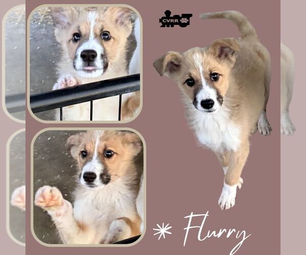 Medium Photo #1 Australian Shepherd-Unknown Mix Puppy For Sale in Lindsay, CA, USA