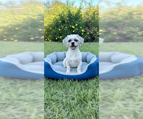 Medium Photo #3 Shih Tzu Puppy For Sale in Weston, FL, USA