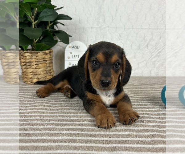 Medium Photo #1 Dachshund Puppy For Sale in GREENFIELD, IN, USA