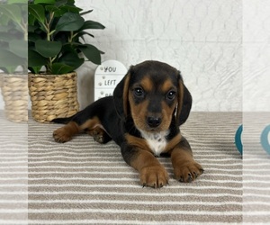 Dachshund Puppy for sale in GREENFIELD, IN, USA