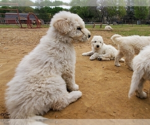 Komondor Puppy for sale in AUBREY, TX, USA