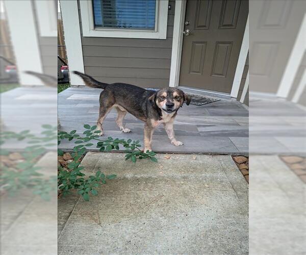 Medium Photo #1 Labrador Retriever-Unknown Mix Puppy For Sale in Conroe, TX, USA