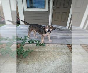 Labrador Retriever-Unknown Mix Dogs for adoption in Conroe, TX, USA