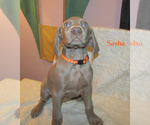 Puppy Sasha Weimaraner