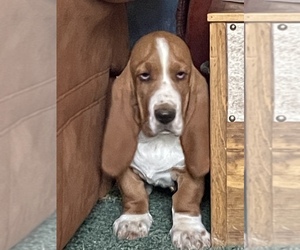 Basset Hound Puppy for sale in BENNINGTON, OK, USA