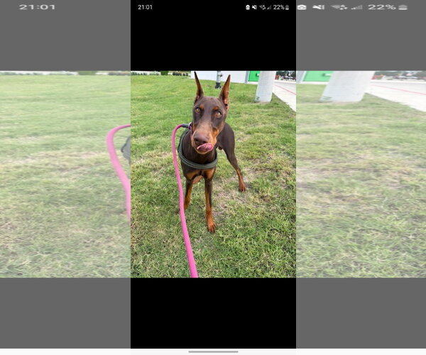 Medium Photo #4 Doberman Pinscher Puppy For Sale in Buffalo, MN, USA