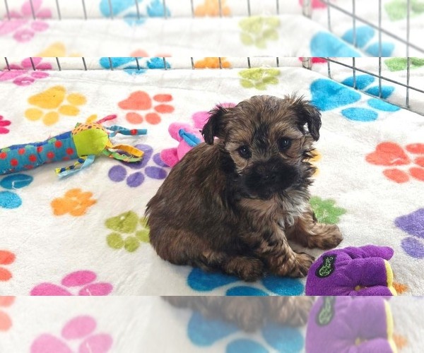 Medium Photo #12 Yorkipoo Puppy For Sale in ORO VALLEY, AZ, USA