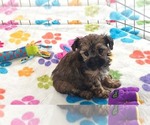 Small #11 Yorkipoo