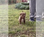 Small #3 American Bully