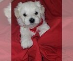 Small #6 Maltese