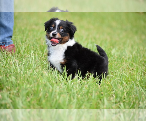 Medium Photo #8 Miniature Australian Shepherd Puppy For Sale in PALM COAST, FL, USA