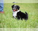 Small #7 Miniature Australian Shepherd