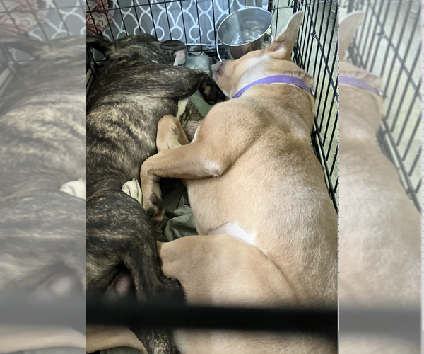 Medium Photo #4 Australian Kelpie-Weimaraner Mix Puppy For Sale in Decatur, GA, USA