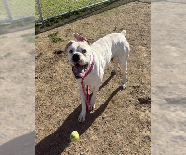 Medium Photo #3 Boxer-Unknown Mix Puppy For Sale in Camarillo, CA, USA