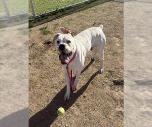 YETI - Male Boxer-Unknown Mix Dog for Adoption - Photo #3