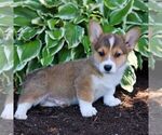 Small #2 Pembroke Welsh Corgi