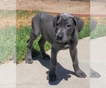 Small #20 Great Dane