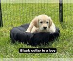 Puppy Black Golden Retriever