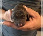 Small Photo #2 Doberman Pinscher Puppy For Sale in MOUNT STERLING, OH, USA