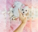 Small #2 Maltese