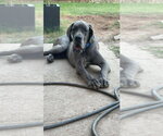 Small #2 Great Dane