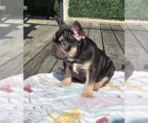 Medium Photo #7 French Bulldog Puppy For Sale in BOSTON, KY, USA