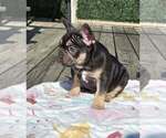 Small #6 French Bulldog