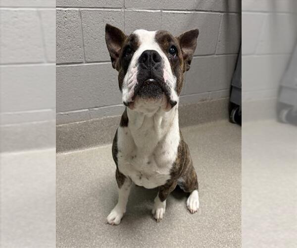 Medium Photo #1 American Bulldog-Unknown Mix Puppy For Sale in Las Vegas, NV, USA